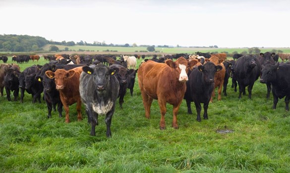 Grassy field with mixed beef cattle facing camera